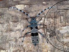 Усач альпийский 001